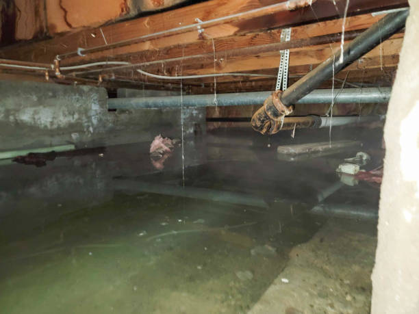 Best Water damage restoration experts  in Duquesne, PA